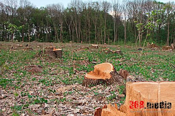 В Закарпатье чиновники не противодействуют масштабной вырубке лесов