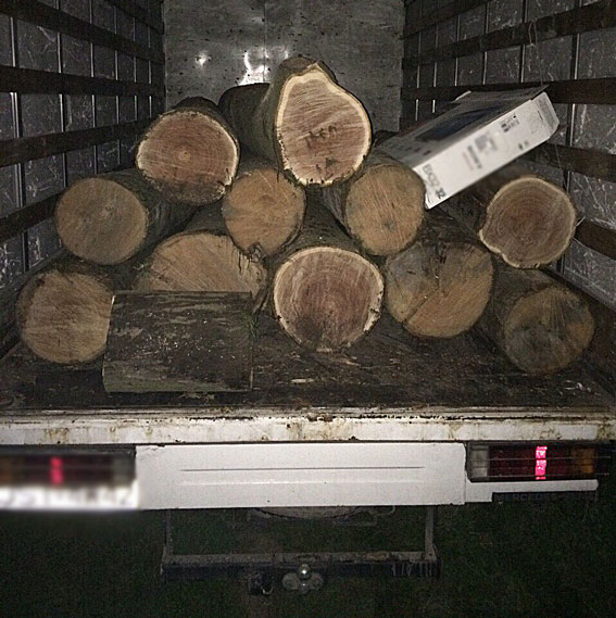 Ивано-Франковский лесник распродавал деревья ради собственной наживы  