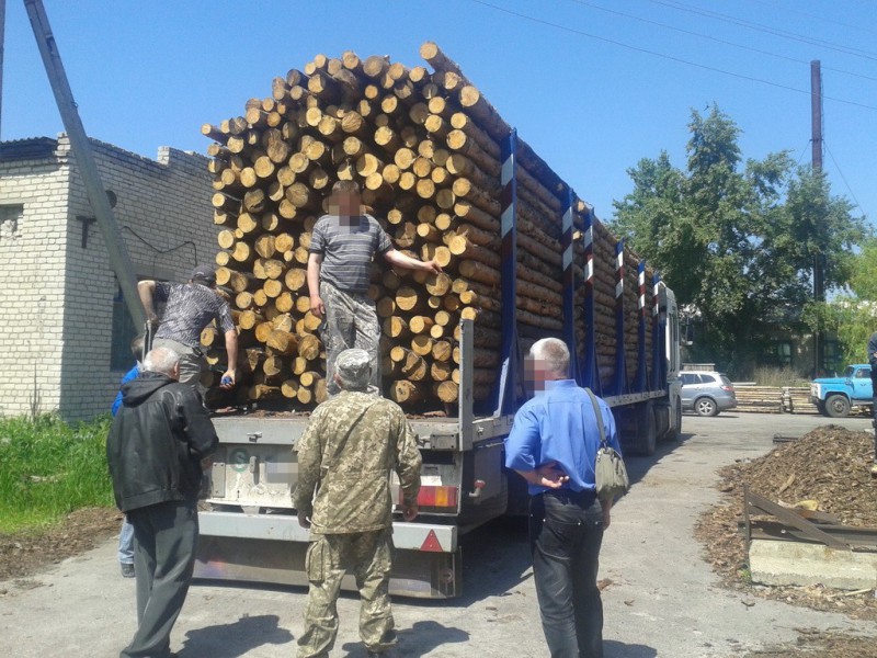 Черниговский лесник за взятку помог уничтожить 380 деревьев