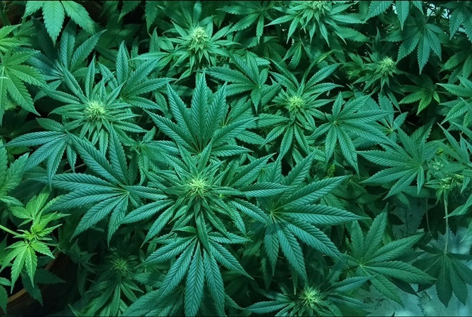 Комитет Верховной рады решил зарегистрировать проект о легализации марихуаны
