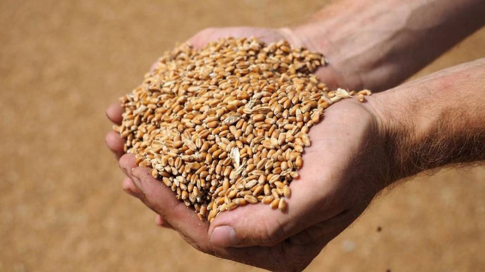 В Кировоградской области директор комбината испортил зерно на 22 млн гривен