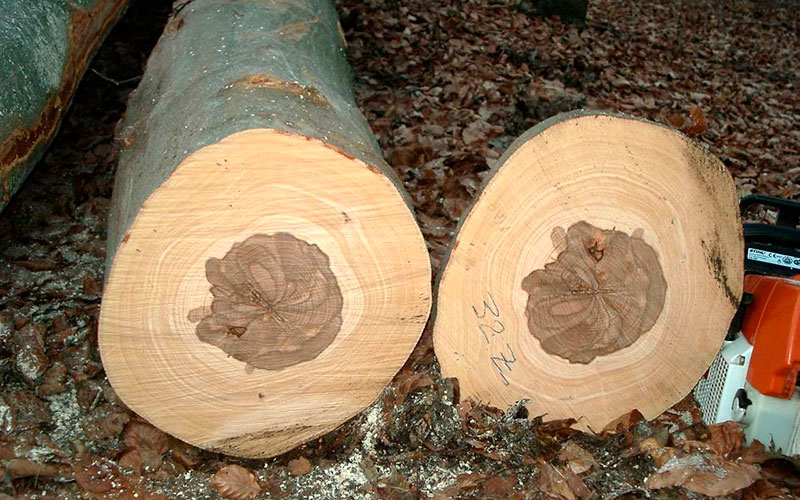 В Тернополе полицейские «потеряли» древесину, изъятую у лесных браконьеров