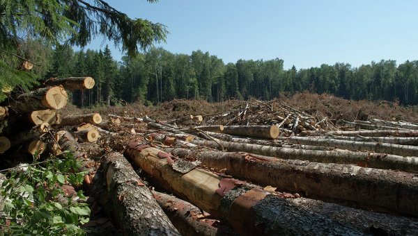 Гослесагентство усиливает борьбу с незаконной вырубкой лесов