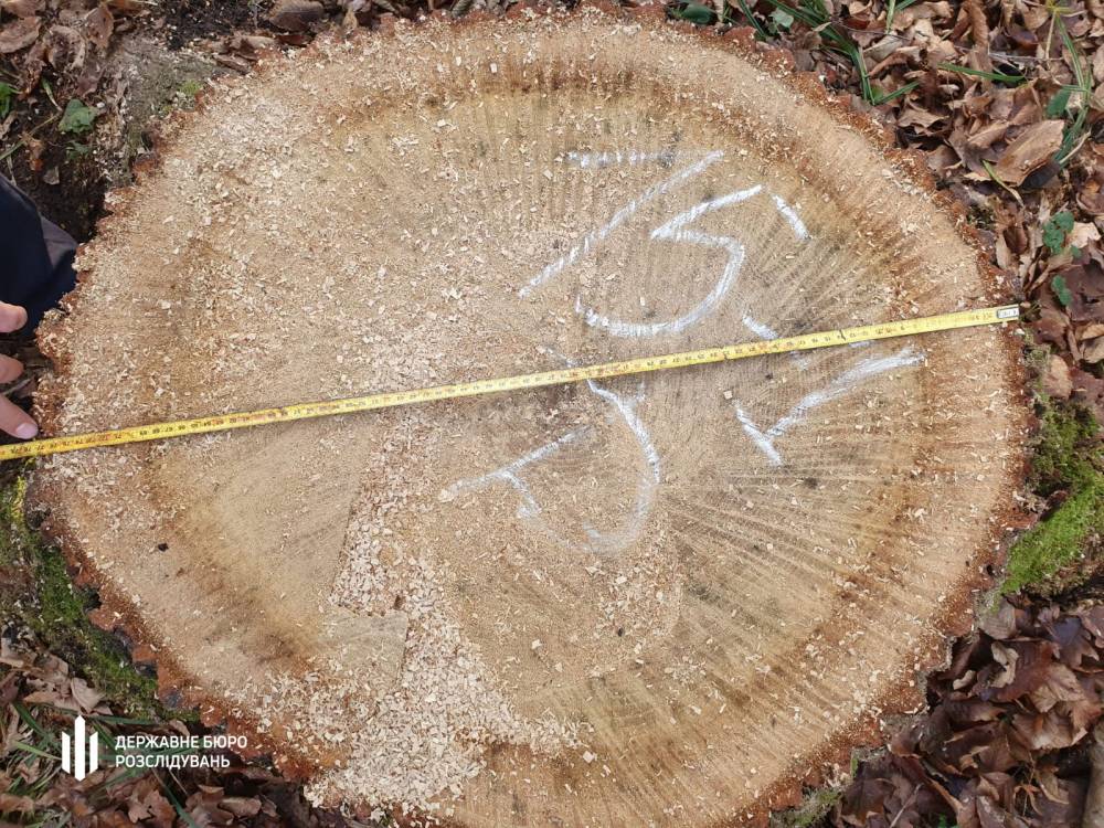 В Мокрянском лесхозе незаконно спилили деревья стоимостью в 5,3 млн гривен