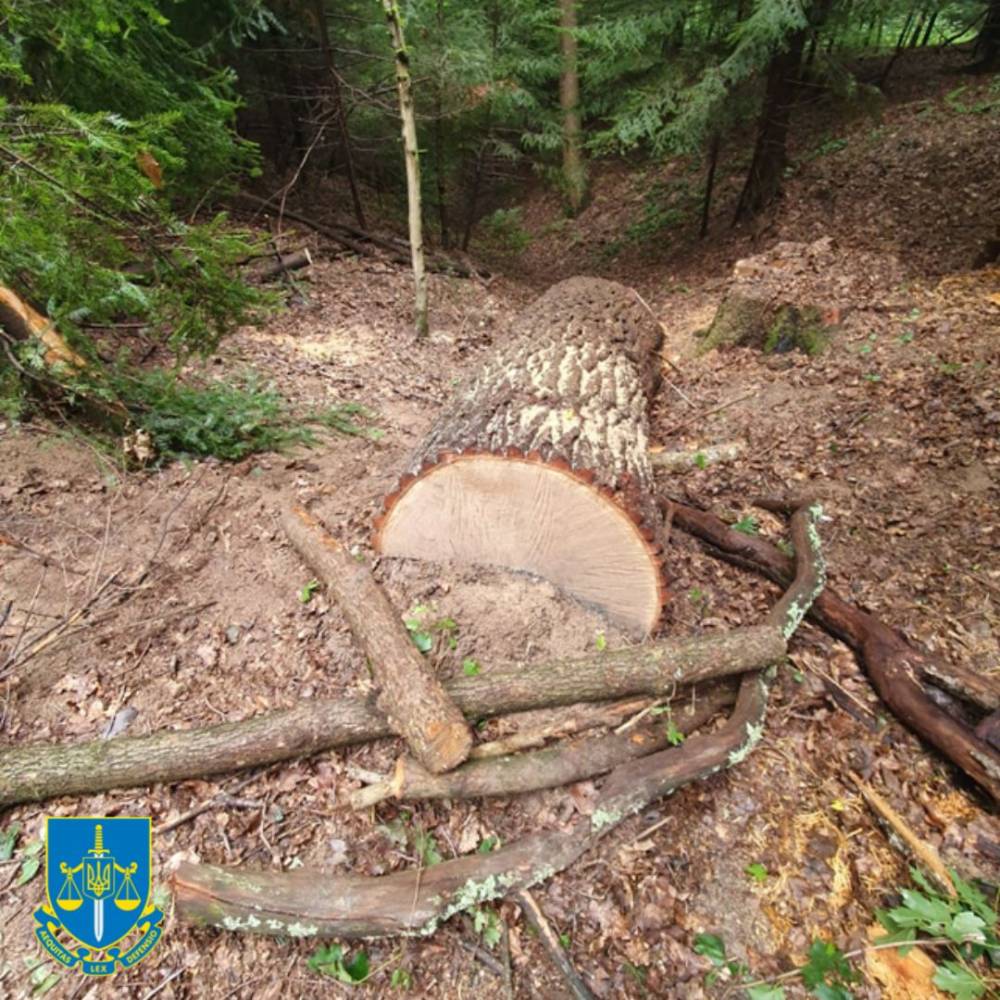 Во Львовской области лесник госпредприятия незаконно торговал древесиной