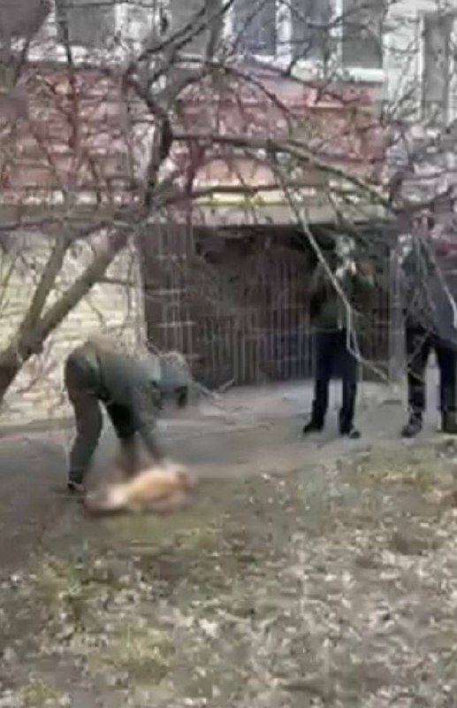 У Борисполі мешканець викинув з вікна собаку