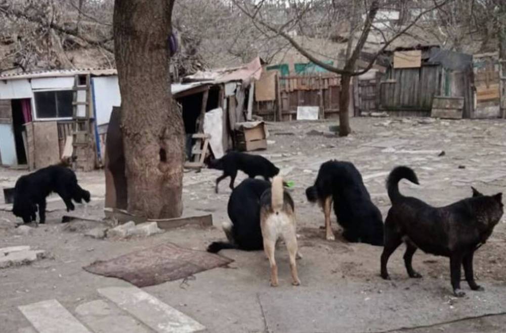 У Києві прокурора звільнили через спробу закриття притулку для собак