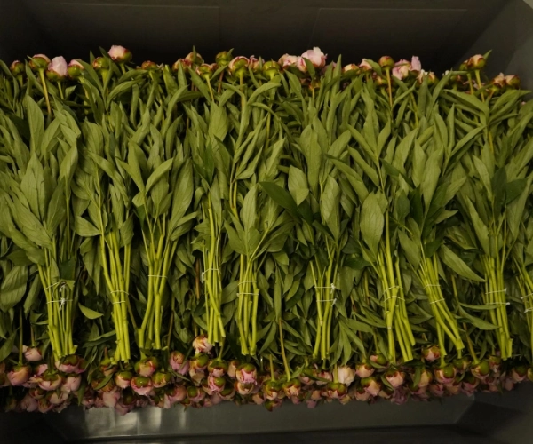 В БЕБ Чернівців зволікають з розслідуванням справи з продажем квітів